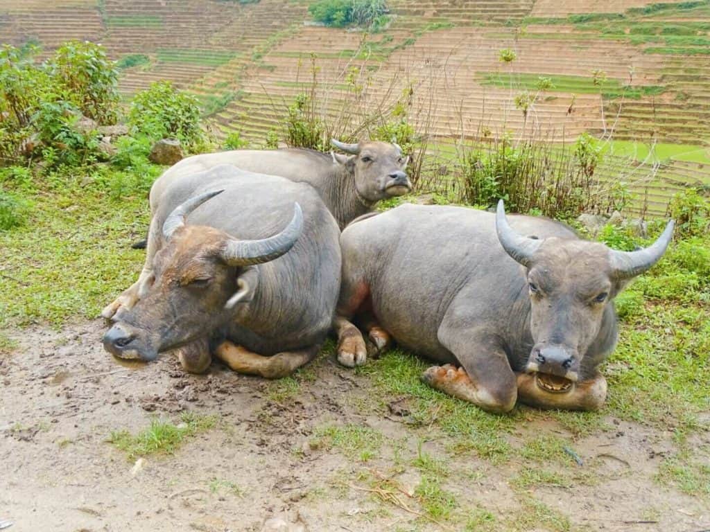 Buffalo Sapa Vietnam