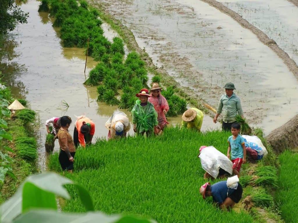 Rice farmers Sapa Vietnam