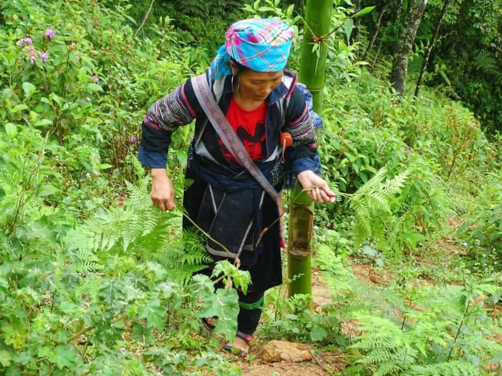 Local woman Sapa Vietnam