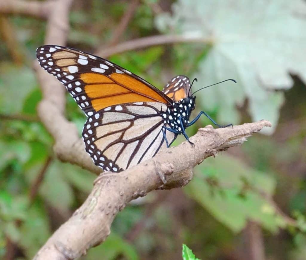 Monarch butterfly migration Mexico