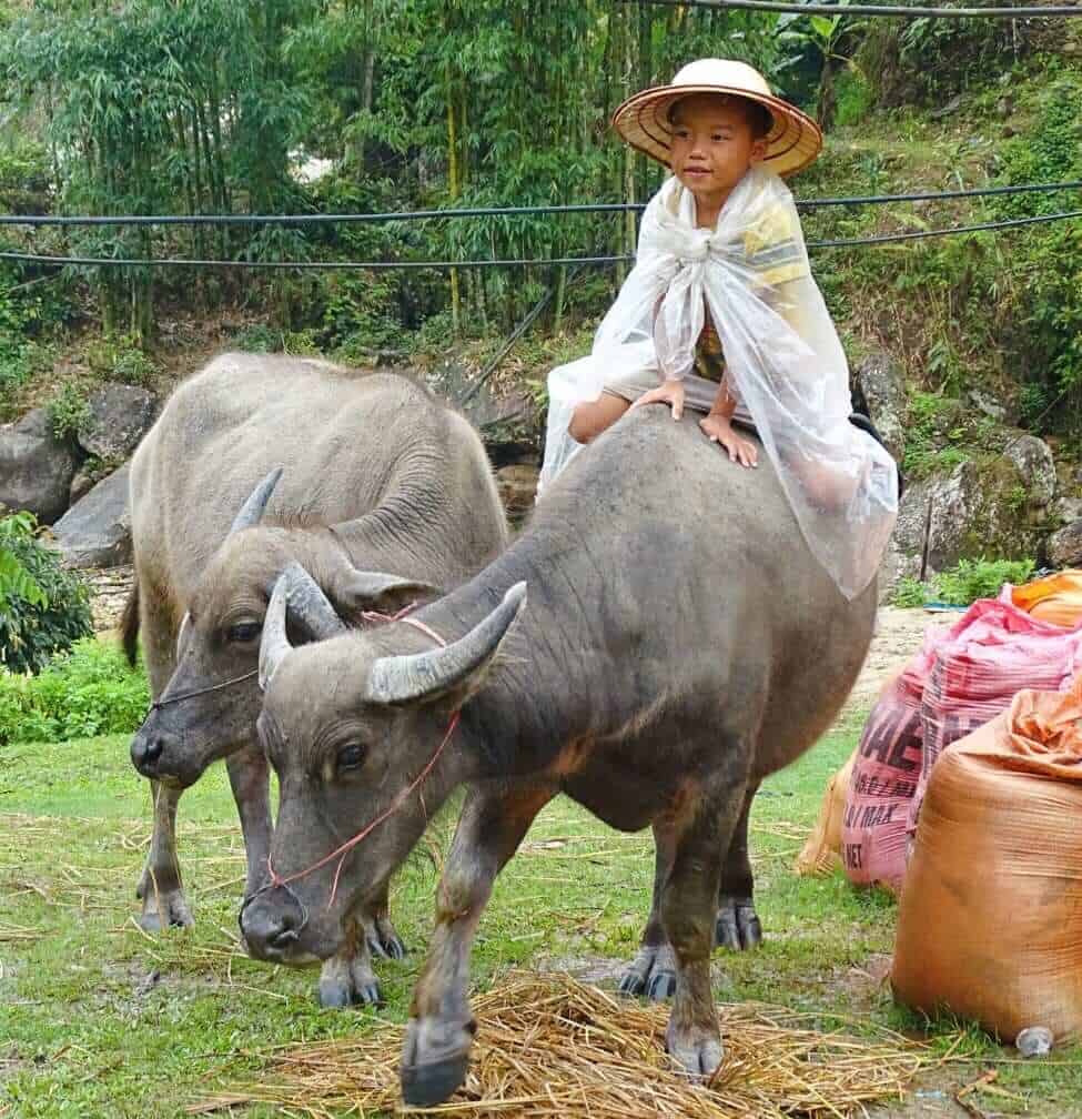 Boy riding buffalo Sapa Vietnam