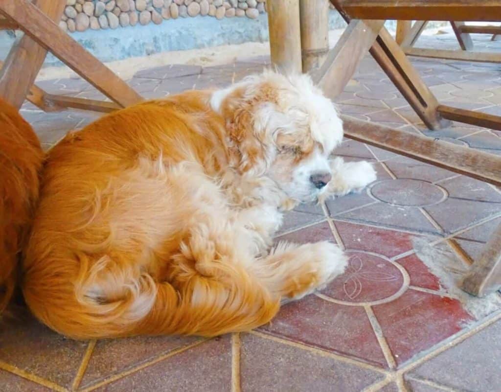 Dog at Quy Nhon Beach Hostel