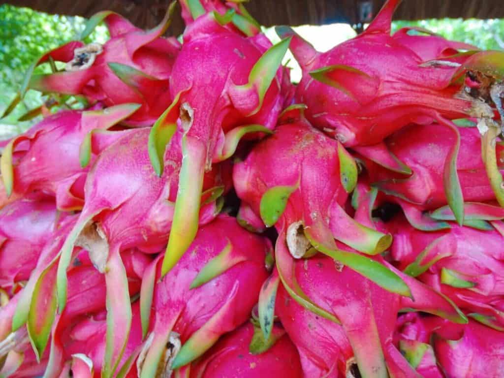 dragon fruit