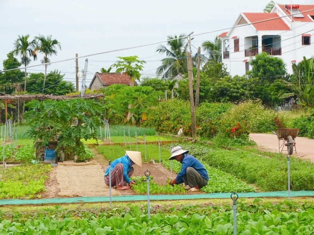 Locals farming Tra Que Vegetable Village Hoi An