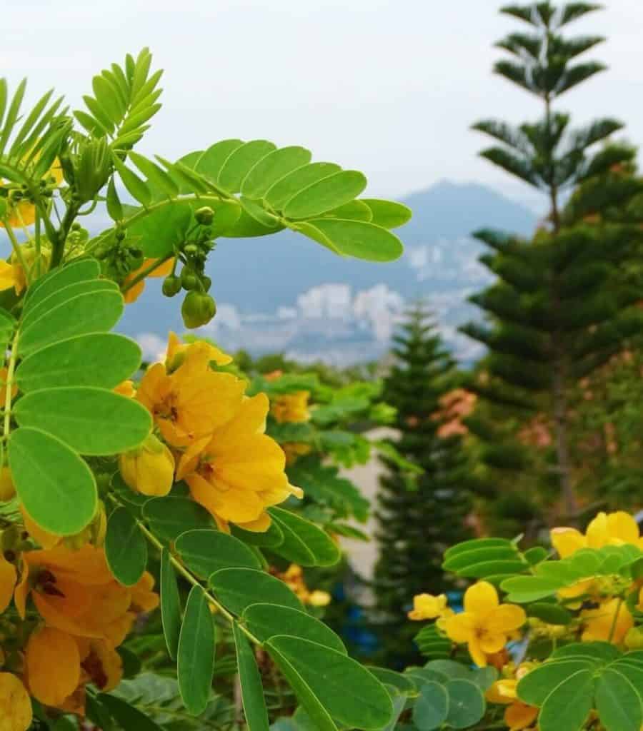 Flowers at the top of Penang Hill 