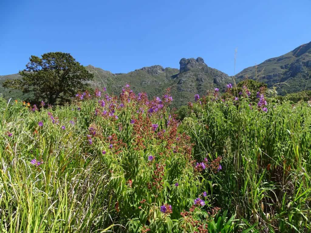 Kirstenbosch Botanical Gardens Cape Town