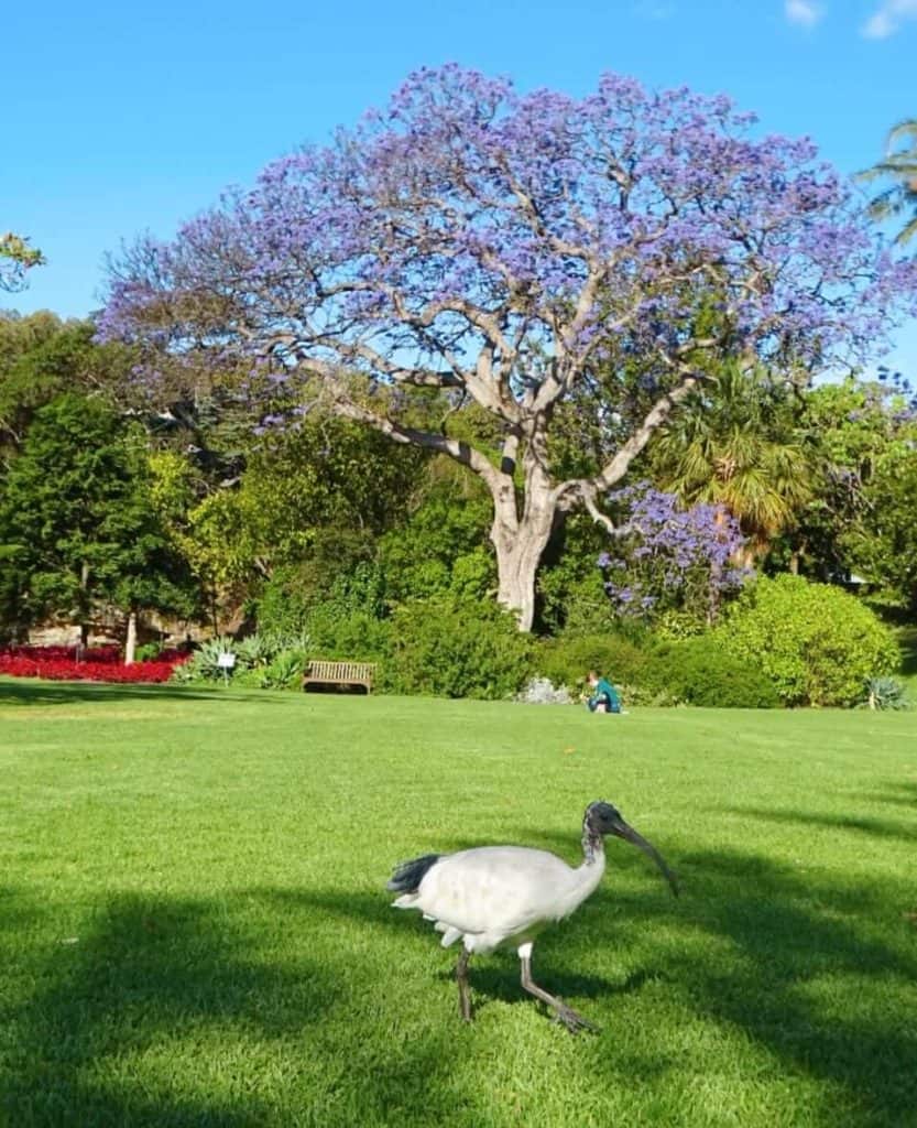 Botanical Gardens free things to do Sydney