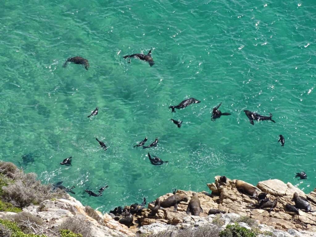 Seals from above Robberg Nature Reserve Garden Route