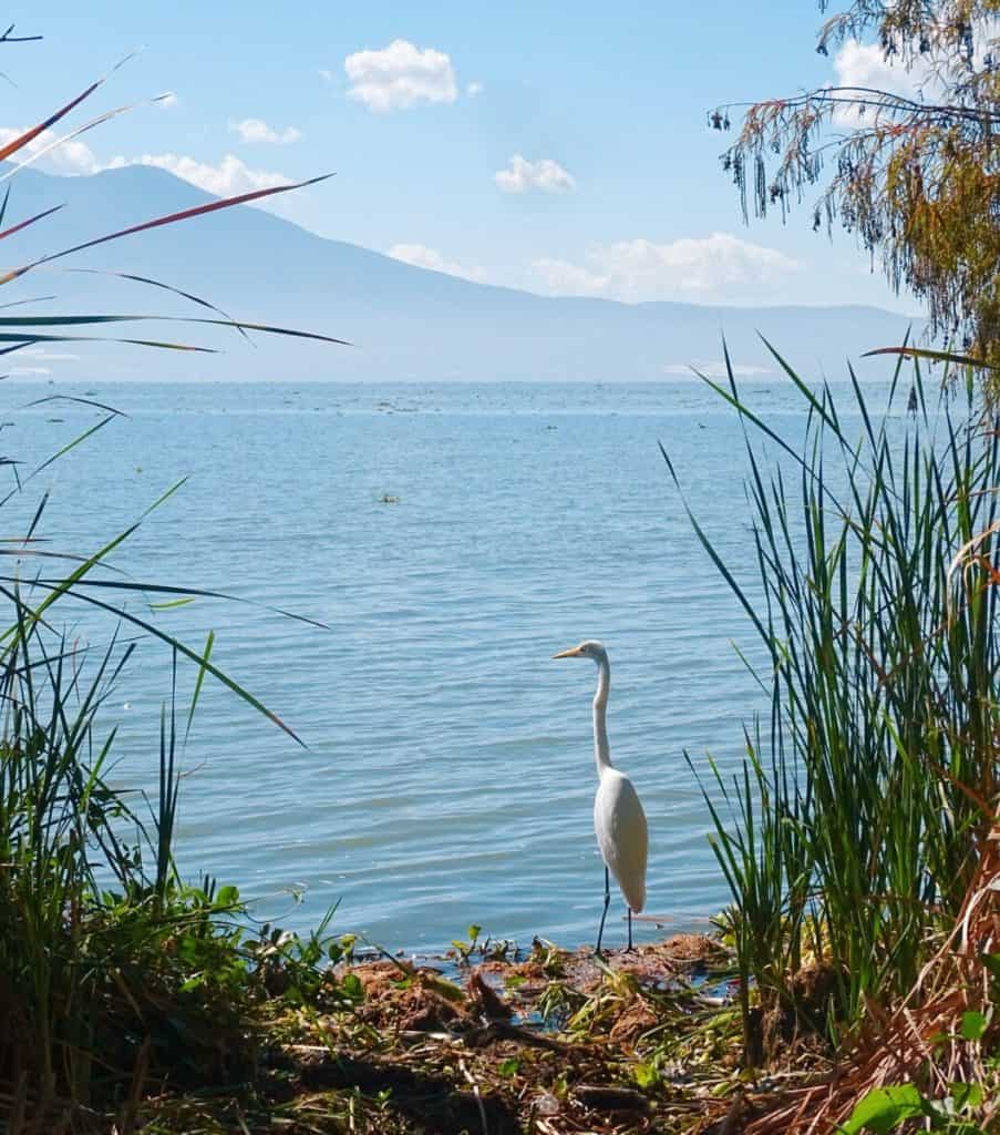 Bird beside Lake Chapala Guadalajara itinerary
