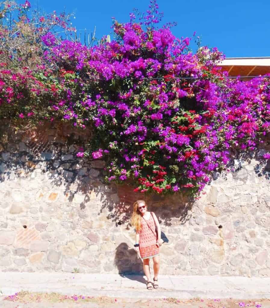 Purple flowers Ajijic town Guadalajara itinerary