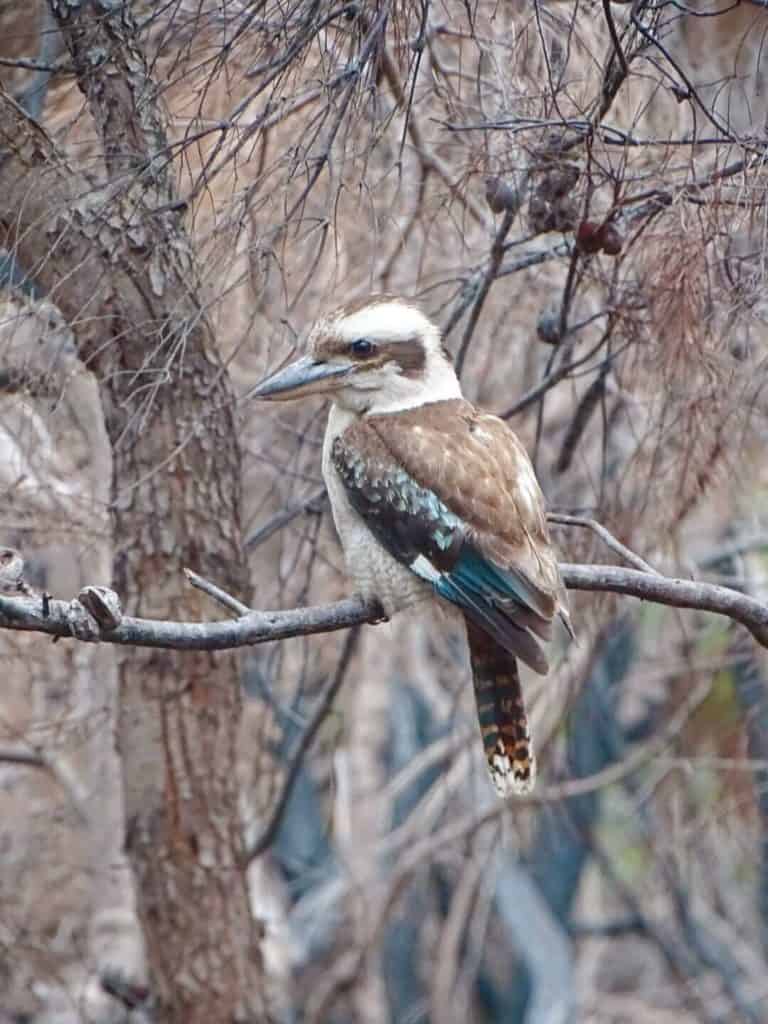 Kookabura Manly Hike