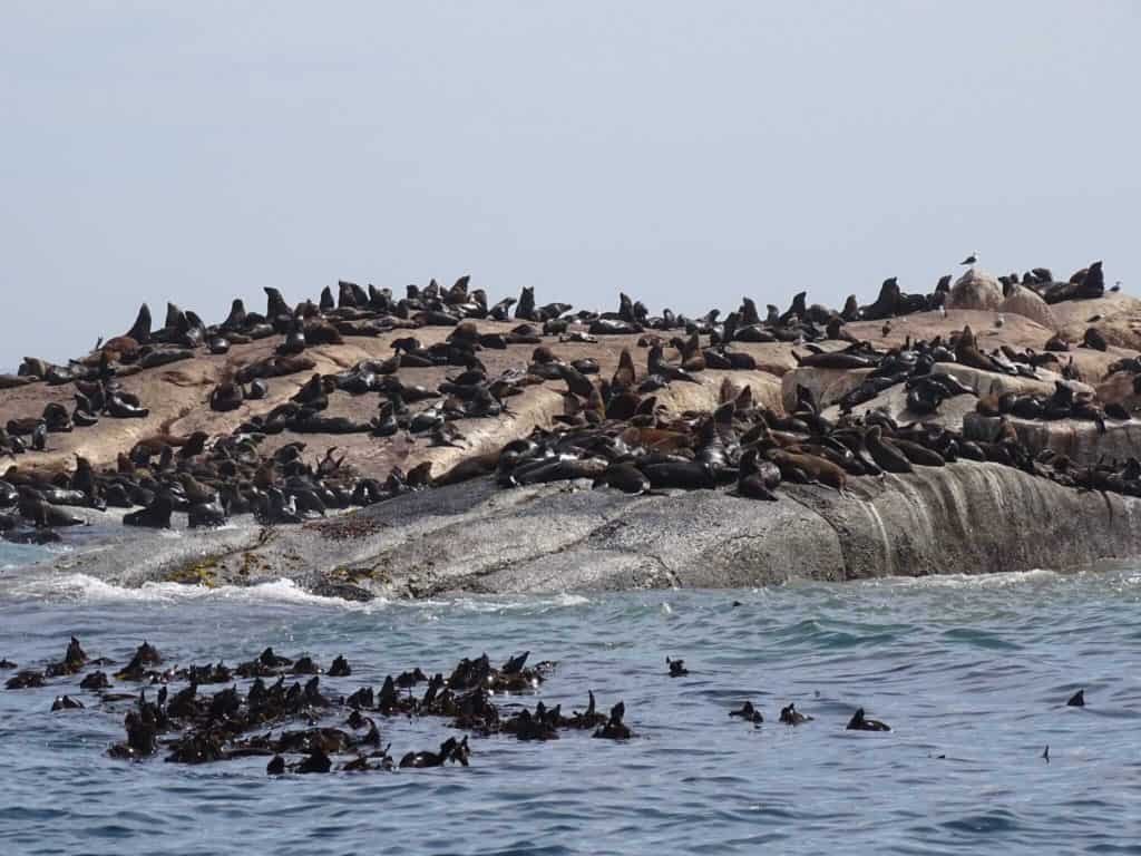 Seal Island Cape Town 