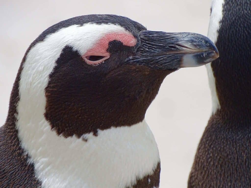 Penguin Boulders Beach Cape Point day trip 