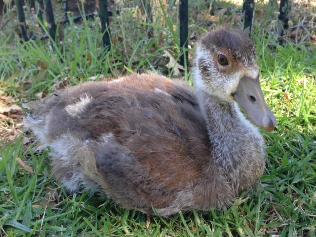 Duck in Company Gardens Cape Town 