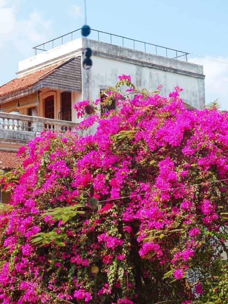 Pink flowers from Eat My cake cafe Pondicherry