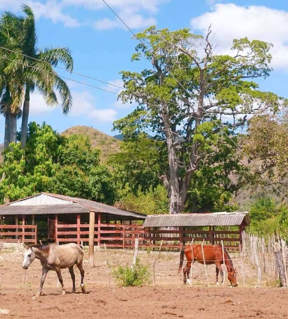 Pferde Trinidad Kuba Reiseroute