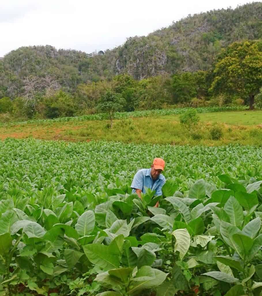 Tobacco plantation Havana to Vinales day trip