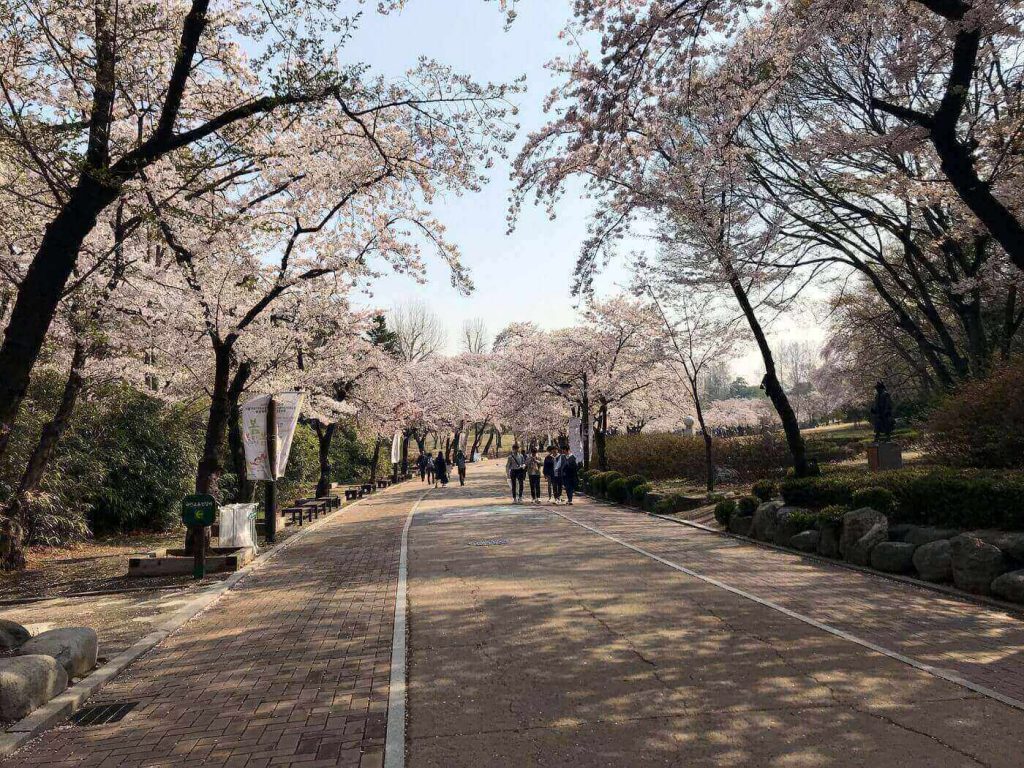 Cherry blossoms Seoul bucket list