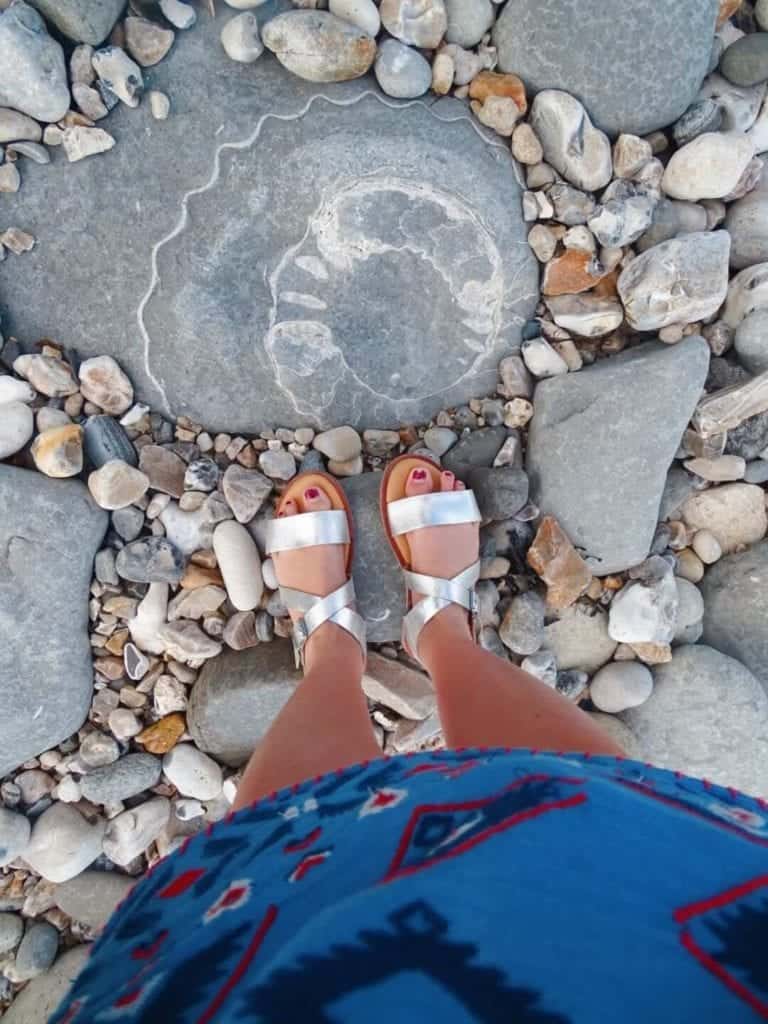 fossils lyme regis