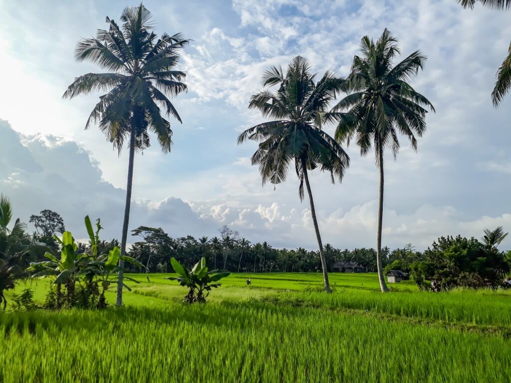 Subak Juwuk Manis Rice Fields hidden Bali gem