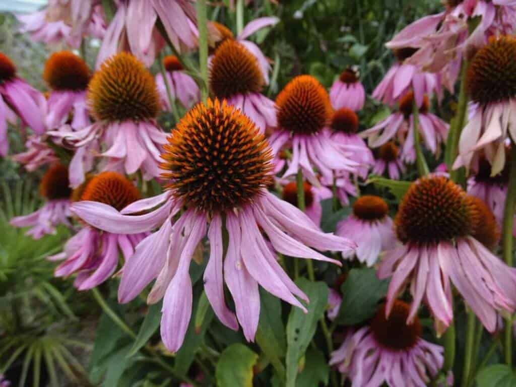 Flowers open garden Burford