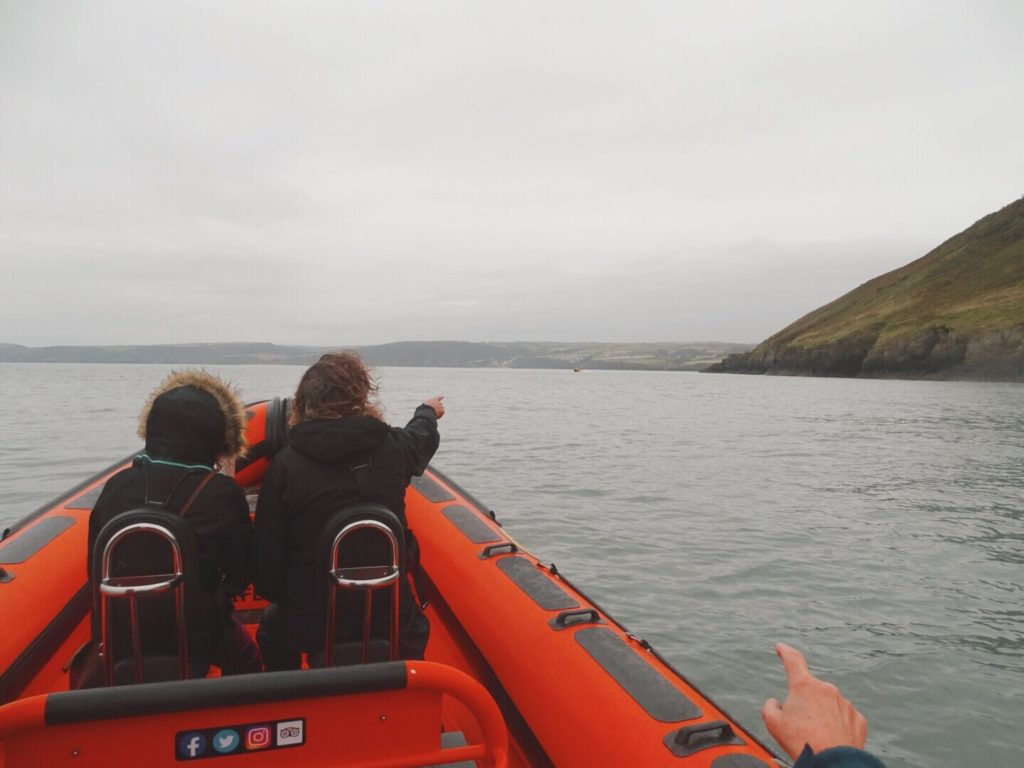 Dolphins Pembrokeshire