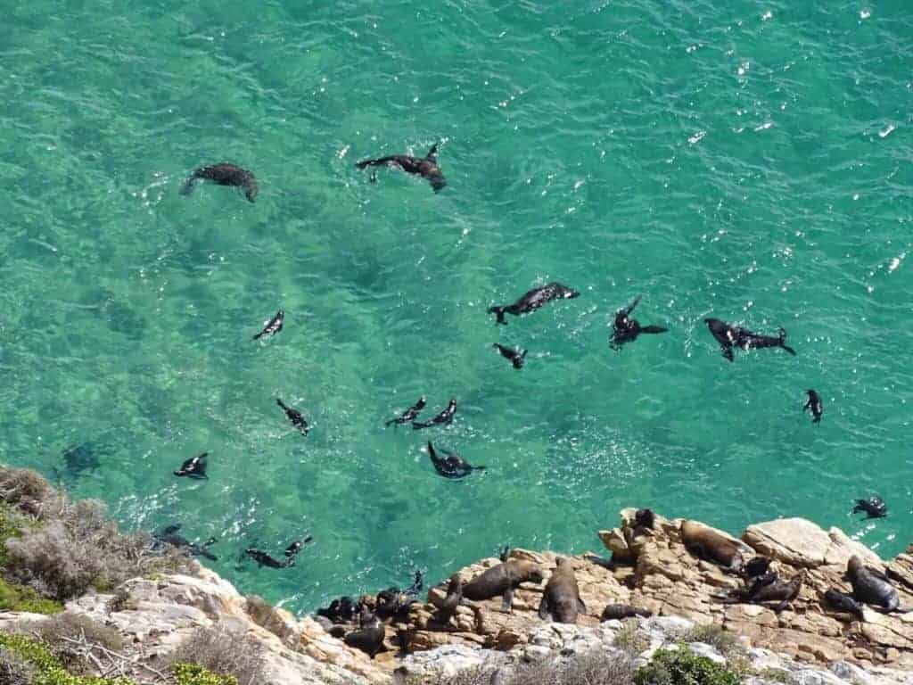 Seals in Plettenberg Bay Garden Route South Africa