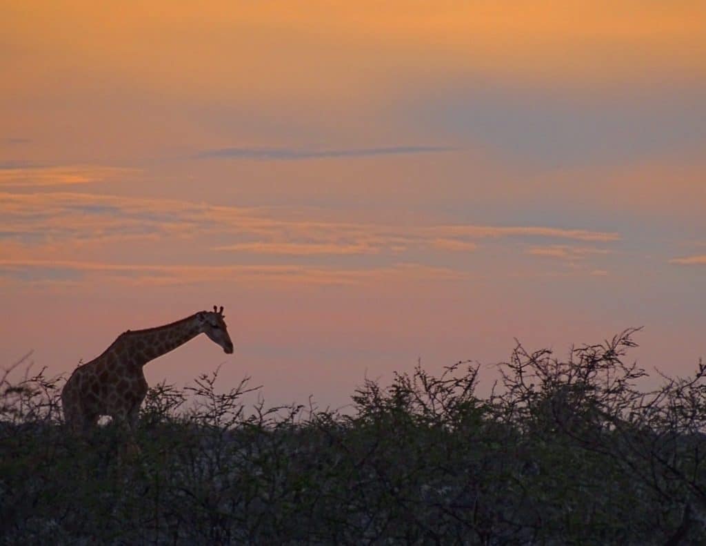 Giraffe in South Africa