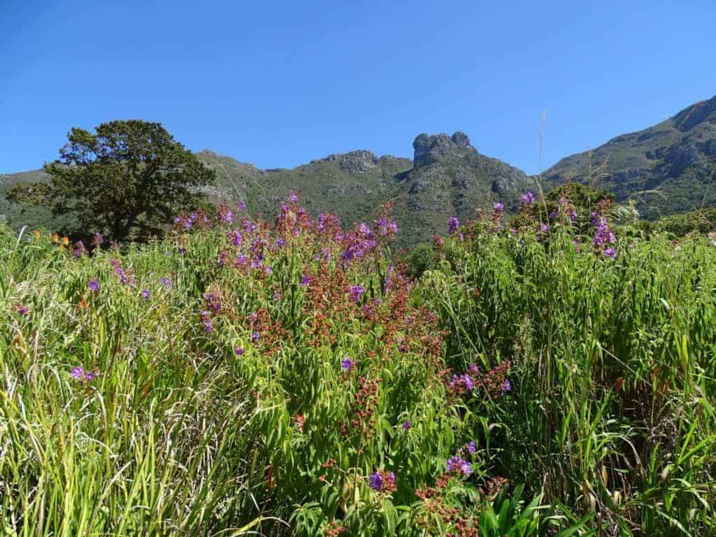 Kirstenbosch Cape Town
