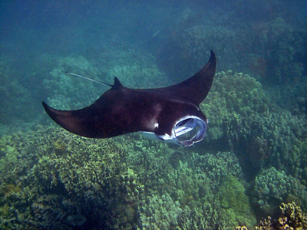 Manta rays Southeast Asia bucket list