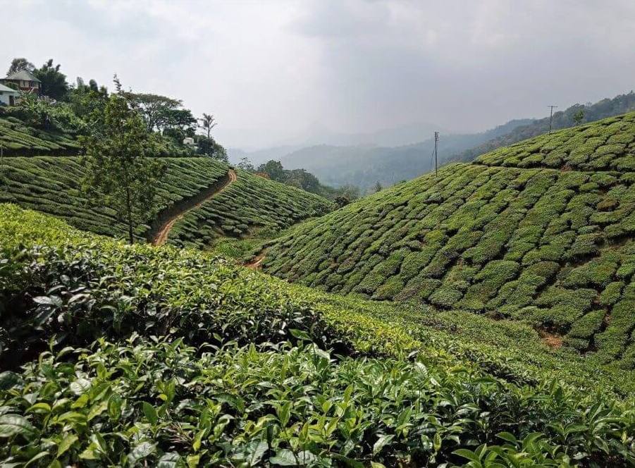 Munnar Kerala