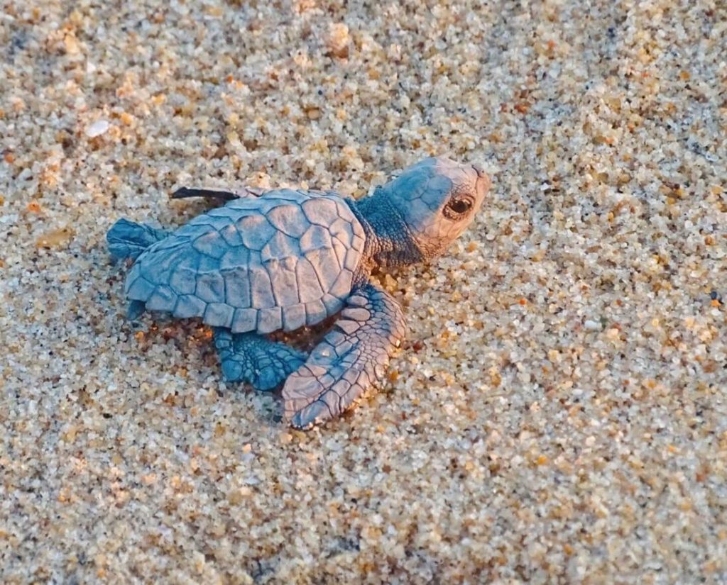 Turtle Puerto Escondido 