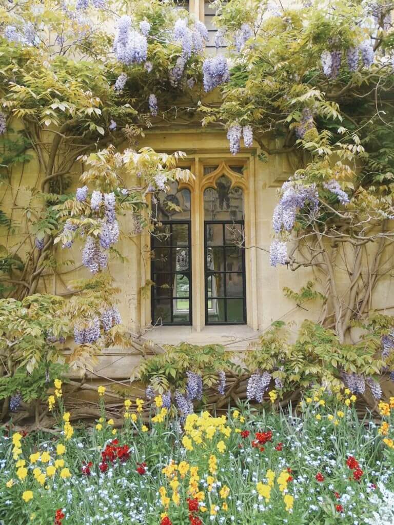 Balliol window wisteria
