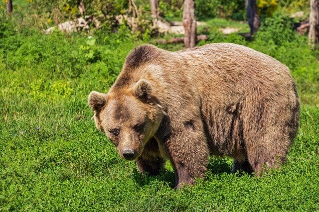 Brown bear in Romania
