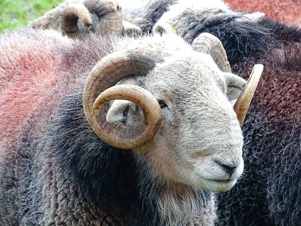 Lake District sheep