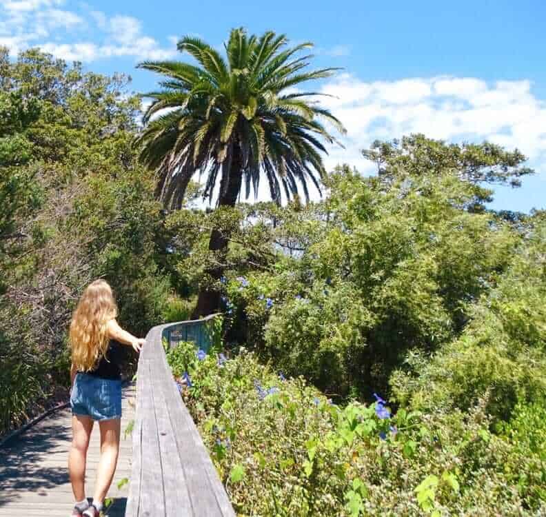 Hermitage Foreshore track rose bay