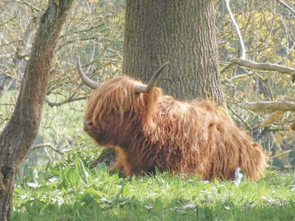 Highland cow