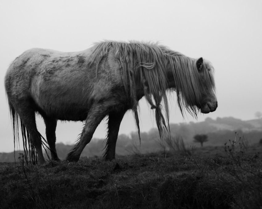 Horse Gower peninsular road trip Wales 
