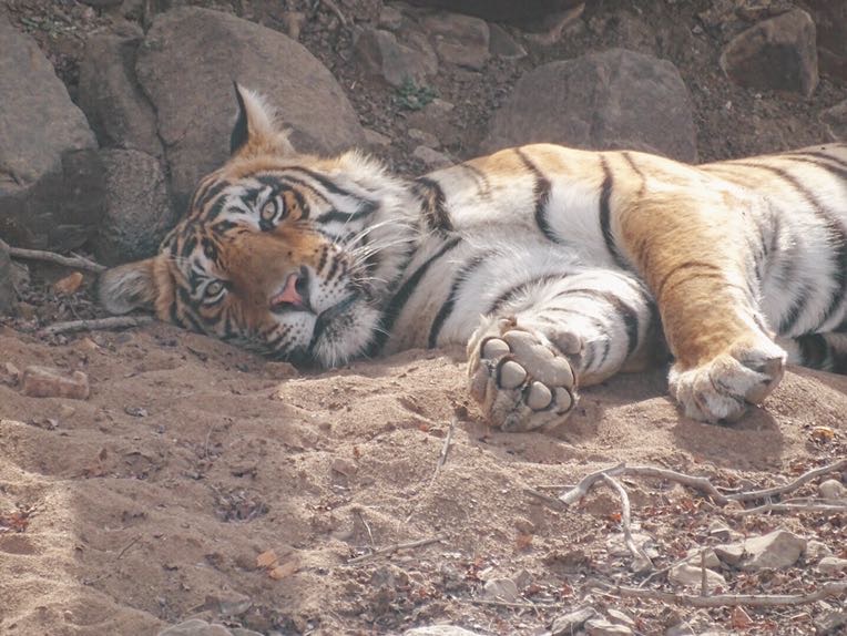 Tiger safari Ranthambore