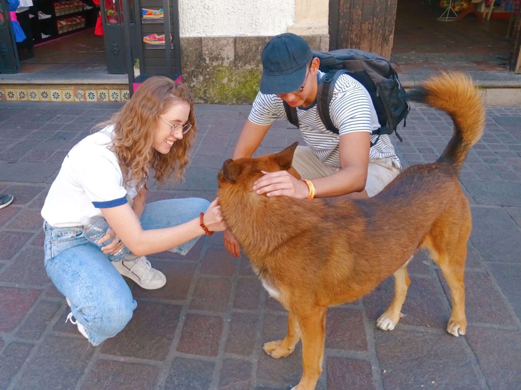 Meeting dogs