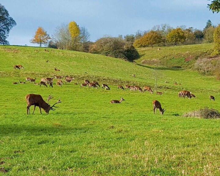 Deer grazing in field Ashton Court Bristol