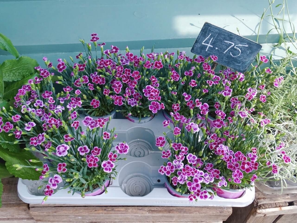 Flowers at Daises Flower Shop Jericho Oxford