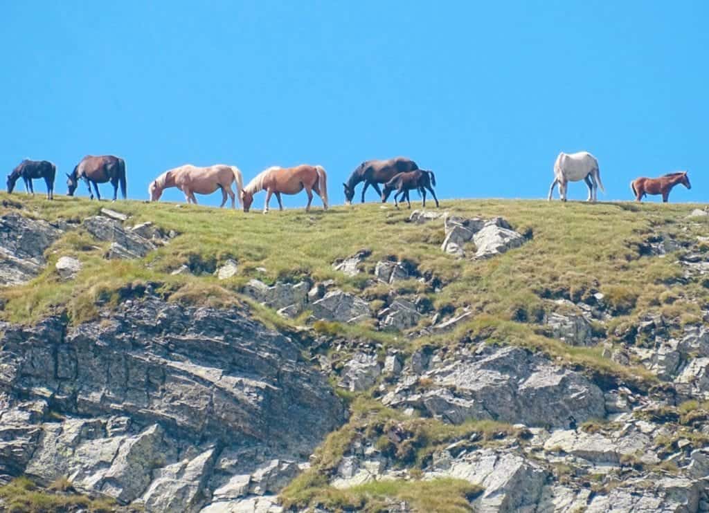 Eight horses on hilltop