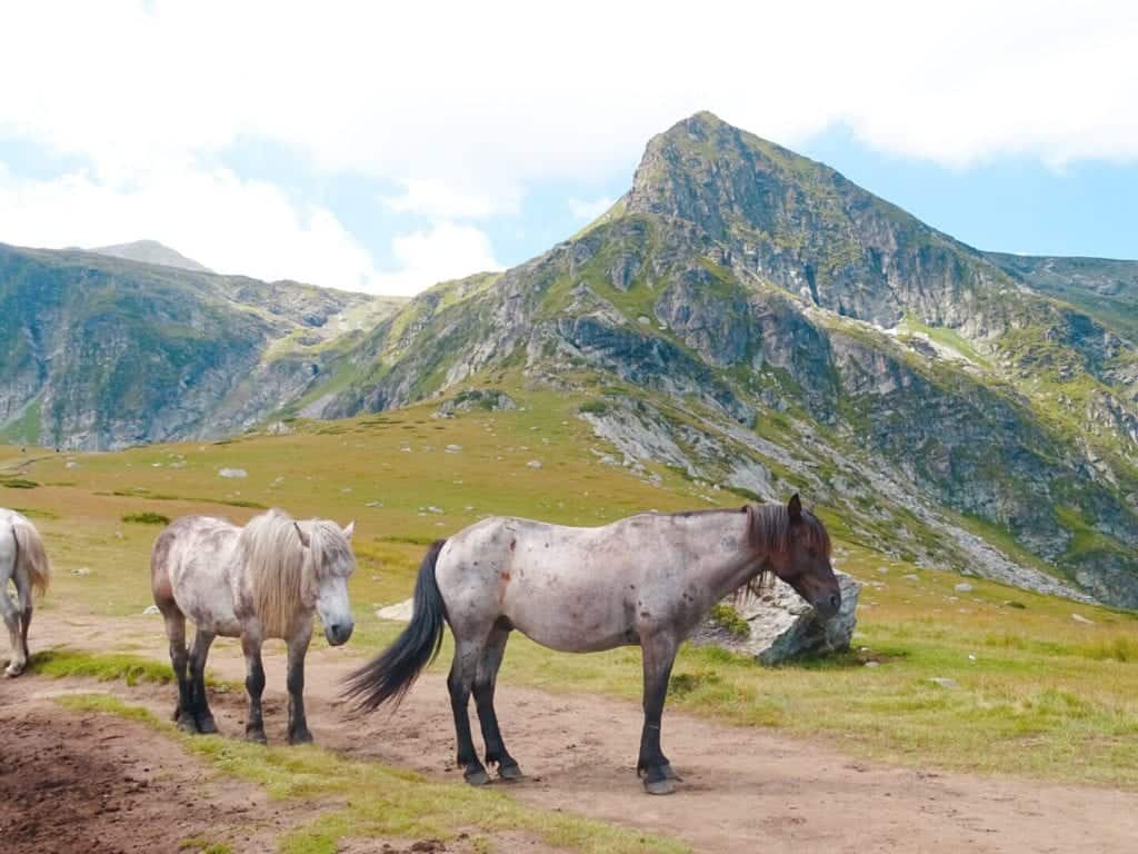 Three wild horses with mountain behind Seven Rila Lakes Sofia