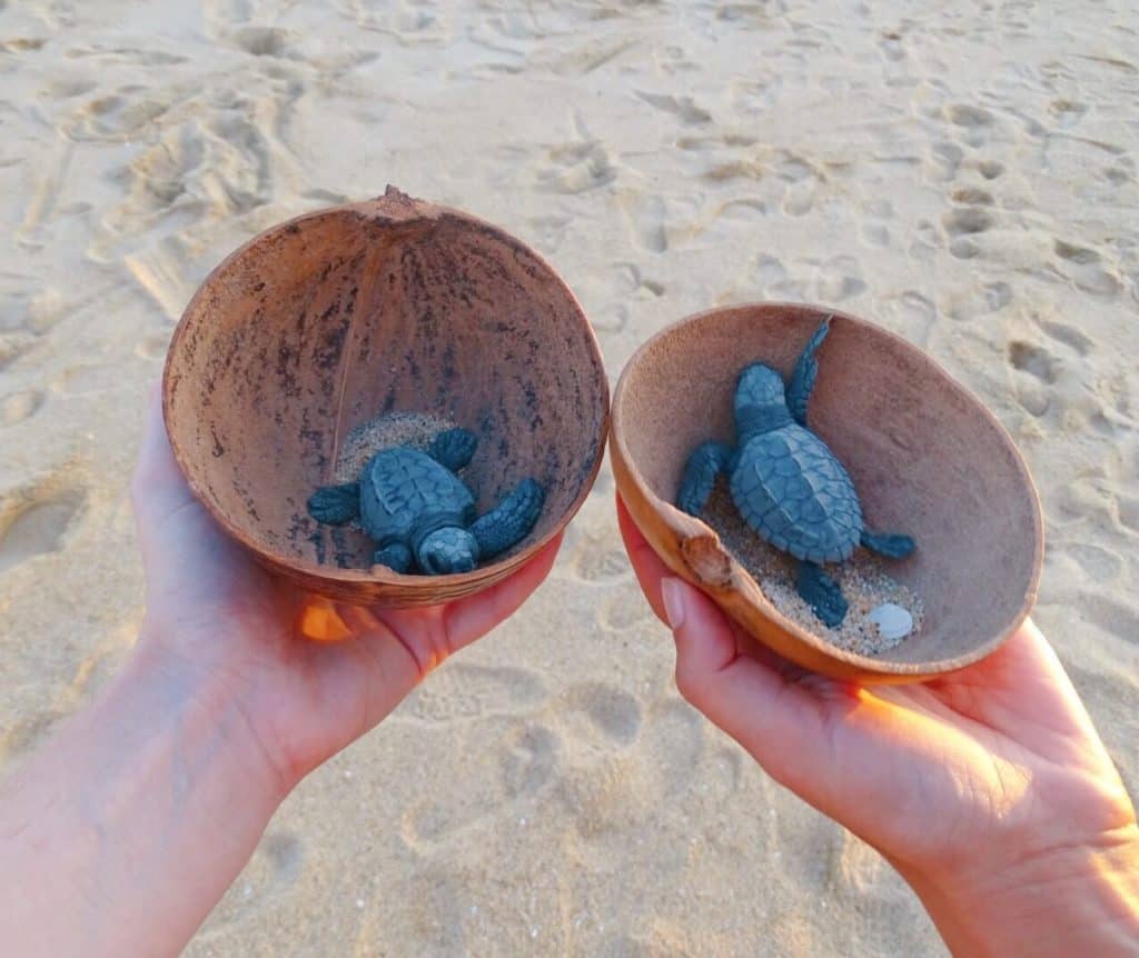 Turtle hatchlings Puerto Escondido