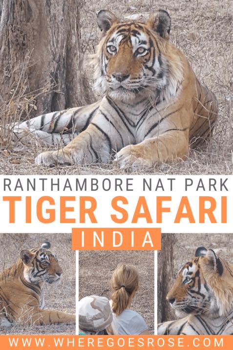 Seeing tigers ranthambore