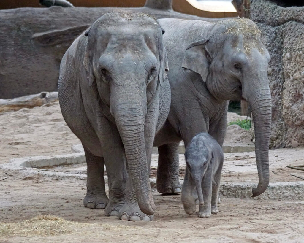 Elephants ethical tips asia travel