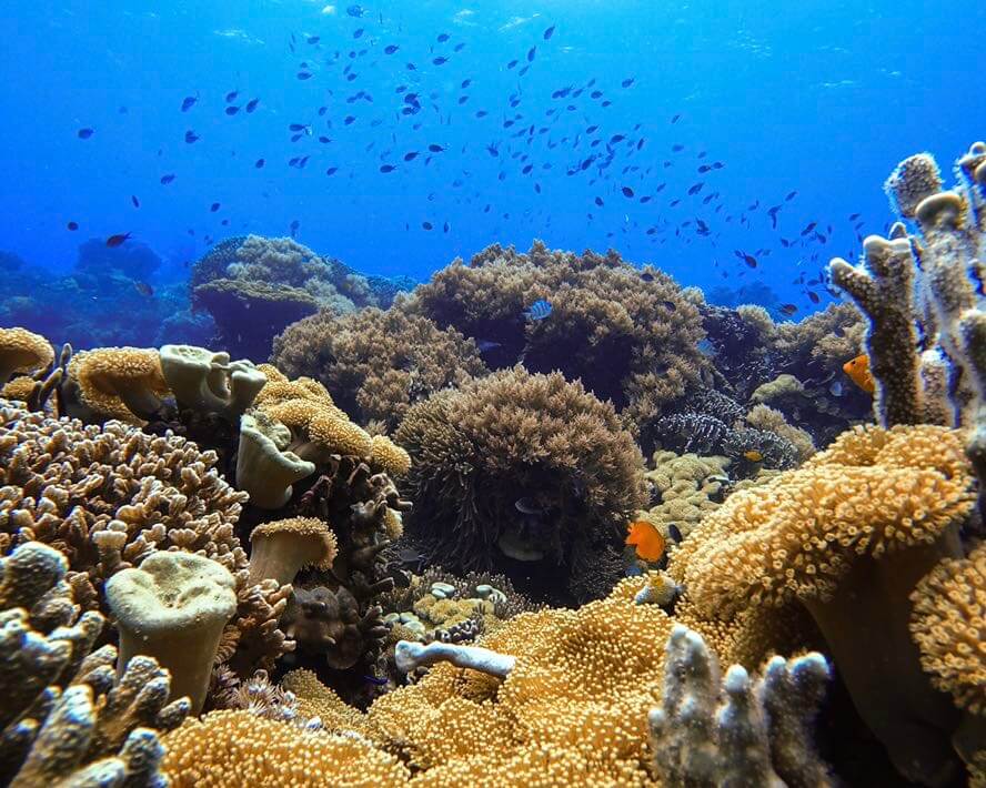 diving apo best island philippines 