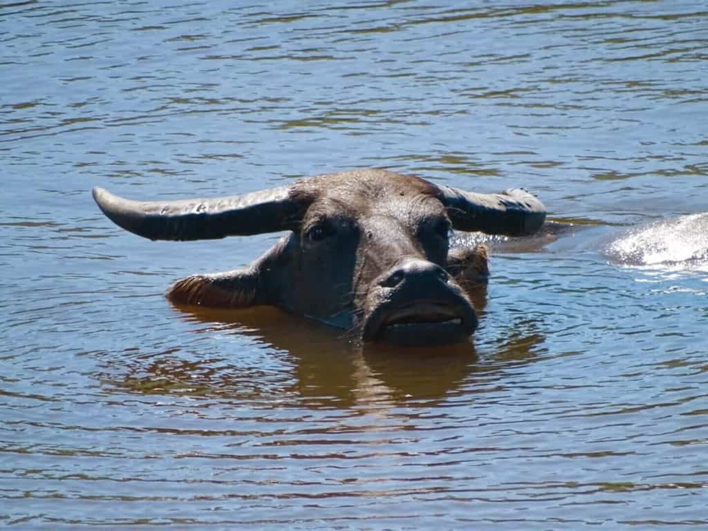 Swimming buffalo