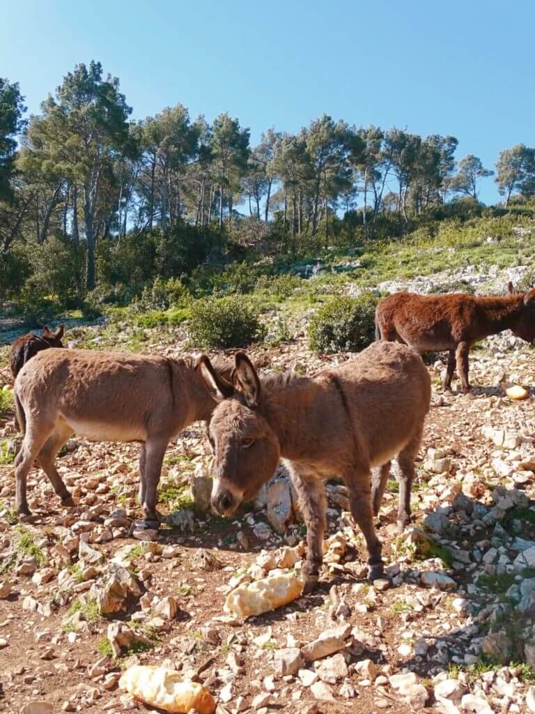 Island donkeys